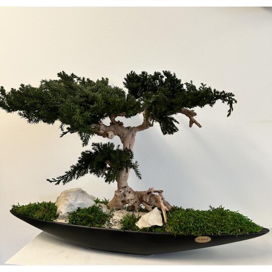 Perida Exkluzívny stabilizovaný bonsaj 2 Juniperus v čiernej lodičke